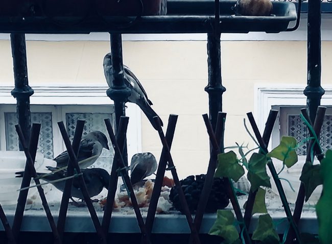 Gorriones en el balcón