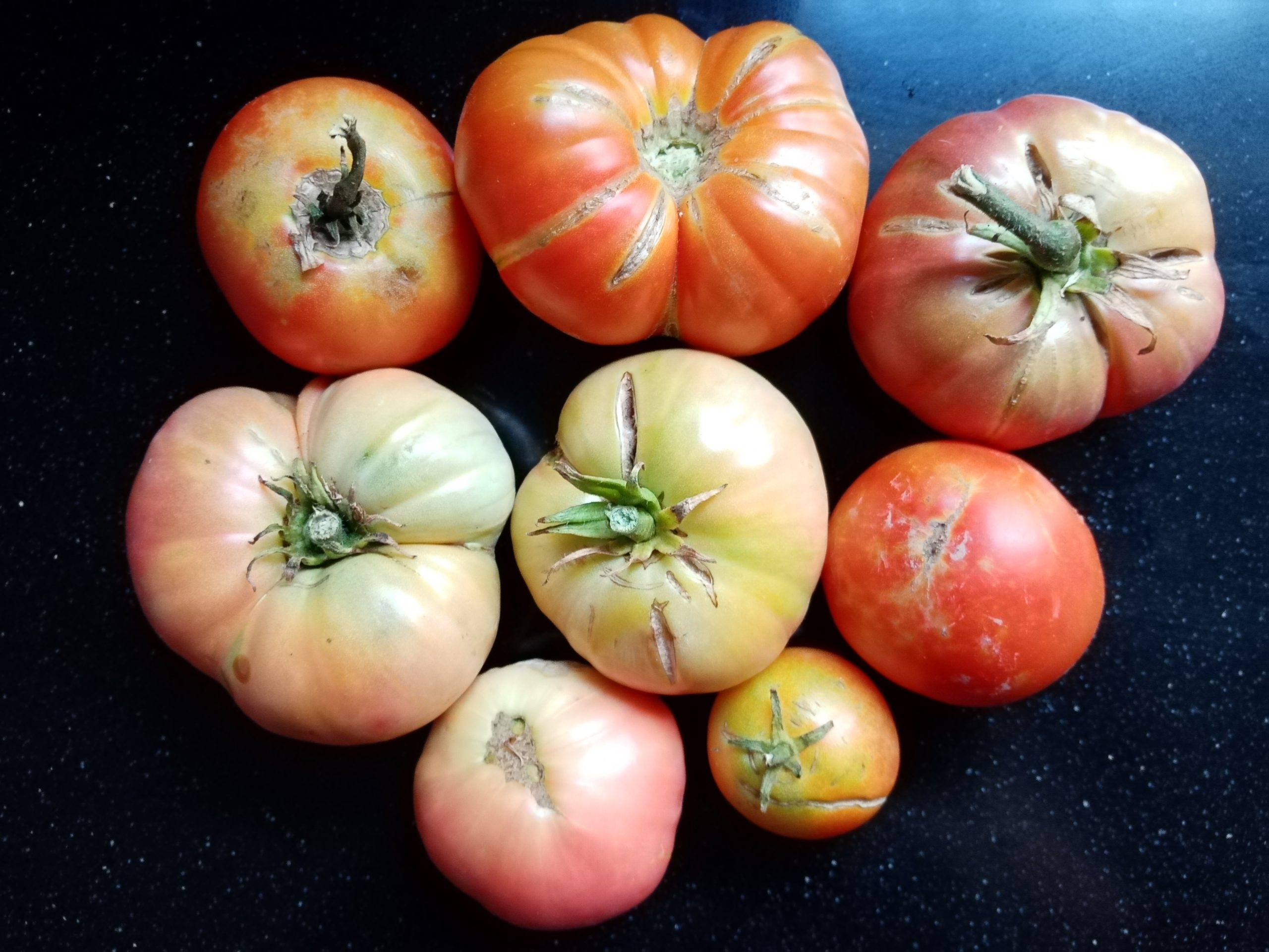 Los tomates de la huerta de Rocío