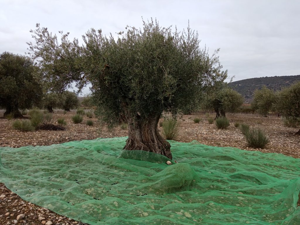 Este año tampoco el olivar ha cuajado buena cosecha